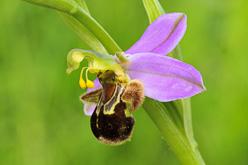 Orquideas