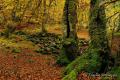 El otoño en el bosque de Vegabaño