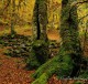 Descripción: El otoño en el bosque de Vegabaño