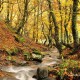 Descripción: En otoño un riachuelo afluente del río Curueño