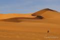 Camellos en llibertad por el Sahara libio