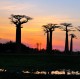 Descripción: Madagascar