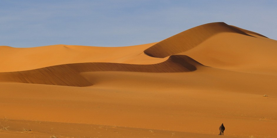 Descripción: Camellos en llibertad por el Sahara libio