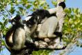 Familia de Indri indri.  En el Parque Nacional de Andasibe-Mantadia