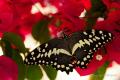 En las playas de Madoriano en el sur de Madagascar se encuentran unas mariposas enormes y muy vistosas