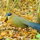 Descripción: Dentro del Parque de Tsingui se encuentra esta ave parecida a un faisán que me dejo acercar a poco más de un metro