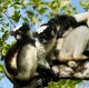 Descripción: Familia de Indri indri.  En el Parque Nacional de Andasibe