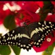 Descripción: En las playas de Madoriano en el sur de Madagascar se encuentran unas mariposas enormes y muy vistosas