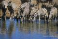 Grupo de cebras en el Parque Nacional de Etosha en Namibia