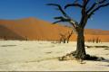 Pan Sossusvlei en el desierto del Namib los esqueletos de árboles