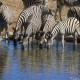 Descripción: Grupo de cebras en el Parque Nacional de Etosha en Namibia