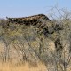 Descripción: Jirafa en el Parque Nacional de Etosha en Namibia