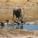 Descripción: Orix bebiendo en el Parque Nacional de Etosha