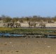 Descripción: Manada de elefantes en el Parque Nacional de Etosha en Namibia