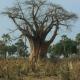 Descripción: Delta del Okavango 2.002