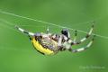 Araña en Kamchatka