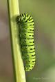 Esta oruga de Papilio machaon la encontré en el Valle de Paratunca, en la península de Kamchatka sobre otra planta nutriente distinta a las que se encuentra en Europa