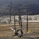 Descripción: En el valle del parque del Tolbachik se encuentra este bosque quemado que lo arrasó la erupción de 1.975