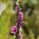 Descripción: Orquídea que me llamo la atención porque esta variedad de color rosa en España no se conoce