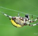 Descripción: Araña en Kamchatka