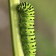 Descripción: Esta oruga de Papilio machaon la encontré en el Valle de Paratunca, en la península de Kamchatka sobre otra planta nutriente distinta a las que se encuentra en Europa