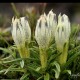 Descripción: Hermosas flores de esta variedad de genciana