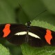Descripción: Mariposa de Costa Rica