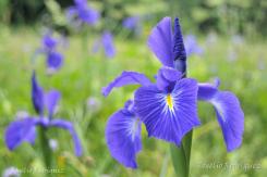 Otras Flores