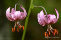 Otras Flores