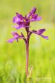 Se la conoce como la orquídea mariposa por la forma de sus flores. Florece de Abril a Mayo