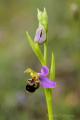 Imagen 9 de la galería de Orquideas