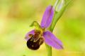 Imagen 2 de la galería de Orquideas