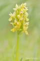 Dactylorhiza sambucina variedad amarilla. Se encuentra en praderas a plena luz. Huele suavemente a sauco