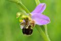 Es una especie que aunque la polinizan las abejas o avispas también se autopoliniza