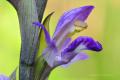 Orquidea muy buscada. En Españaes muy escasa, se encuentra en Pirineos. esta en laLlista Roja de especies amenazadas