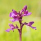 Descripción: Se la conoce como la orquídea mariposa por la forma de sus flores. Florece de Abril a Mayo