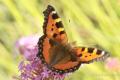 Especie bivoltina. Las larvas se alimentan a menudo de ortigas, de ahí su nombre. Es una mariposa migratoria