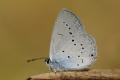 Mariposa trivoltina. Se encuentra en la Cordillera Cantábrica y Pirineos