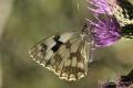 Melanargia lanchesis