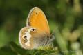 Mariposa uniboltiva, los adultos vuelan de junio a agosto. las hembras ponen sus huevos sobre la Hierba ratonera