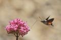 Este Lepidoptero que se conoce como la Esfinge colibri llamada así por que se asemeja en la forma de volar