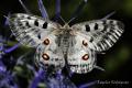 Mariposa univoltina. Protegida por el Convenio de Berna.Vive en zonas elevadas entre 1200 m y 2000 m. Es un espectáculo verla volar en la montaña