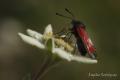 Esta Zygaena está hecha en los Alpes sobre una flor edelweis