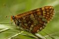 Especie protegida por el Convenio de Berna. Mariposa univoltina se localiza en sotobosques y brezales