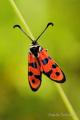 Zygaena hilaris