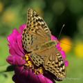 Mariposa univoltiva. Los machos en su anverso alar tiene un color verde oliva. Es curioso observar a esta especie ver como vibra mientras liba