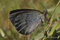 Especie univoltina. vive en laderas y valles húmedos entre 1.200 m y 2.000 m. En españa sólo se encuentra en la Cordillera Cantábrica y Pirineos