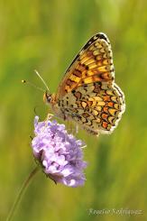 Mariposas