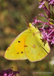Mariposas