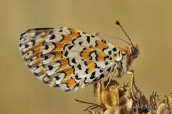 Mariposas